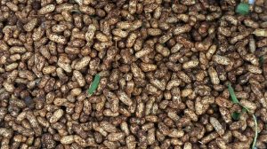 Advantages and disadvantages of groundnuts